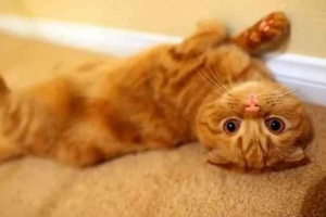 Скільки домашні кішки на землі? Скільки домашні кішки на землі?